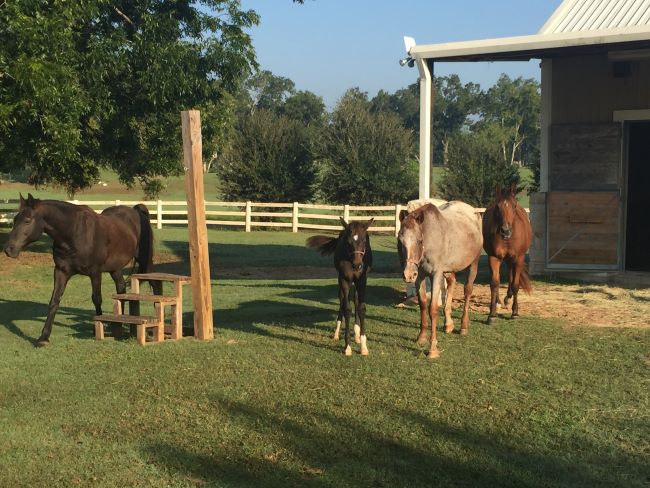 Horses at pasture