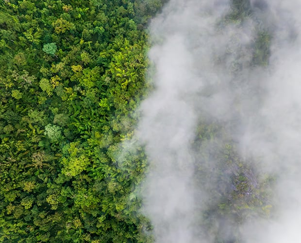 smoke in a forest